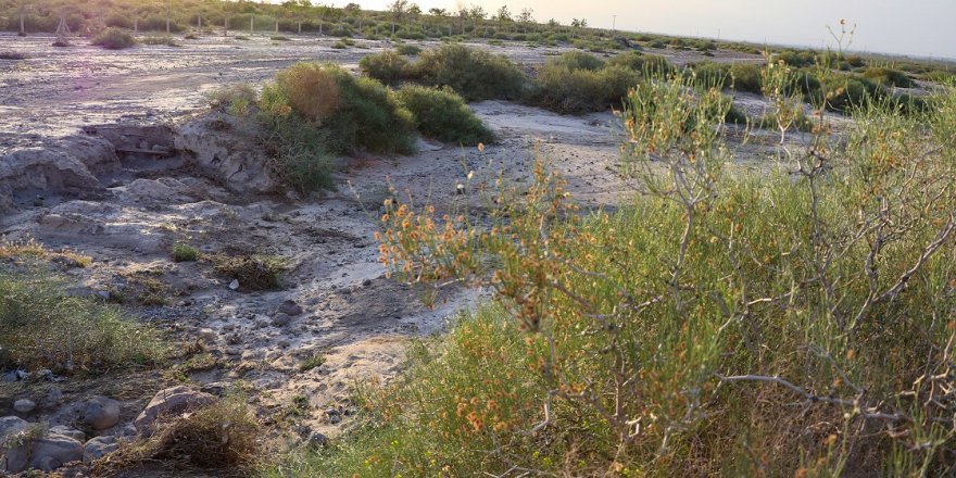 Kökleriyle toprağı tutan ebucehil çalısı Iğdır'da kum fırtınasına da set oldu