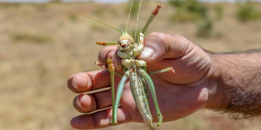Diyarbakır'da Karacadağ'da etçil çekirge