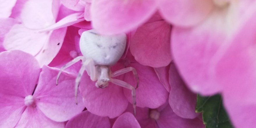 'İnsan yüzlü örümcek' İzmir'de de görüldü