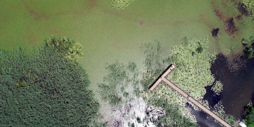 Efteni Gölü Kuş Cenneti kademeli normalleşmeyle 'sessizliğini' bozdu