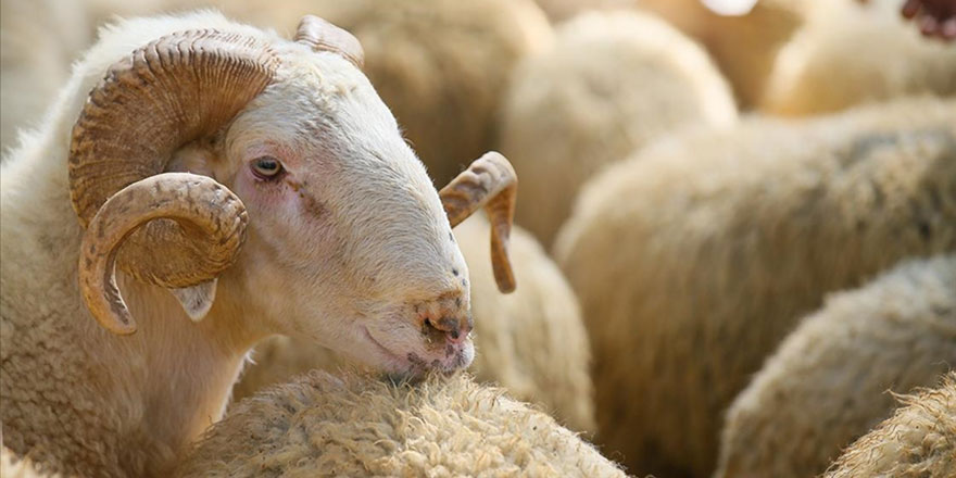 Uluslararası Kurban sempozyumu düzenlenecek