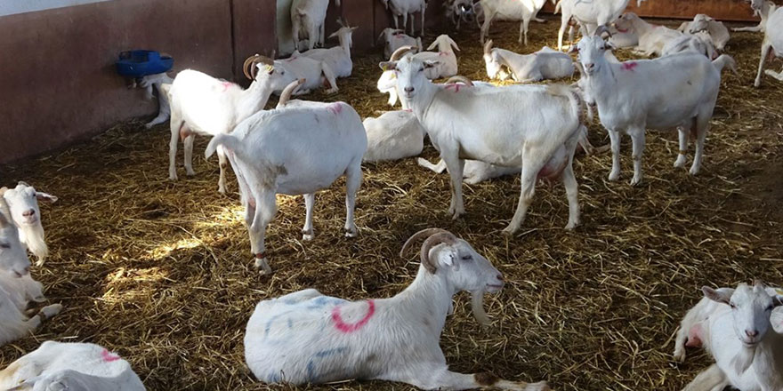 Maşallah: Tek bir keçiden 17 litre süt sağıldı