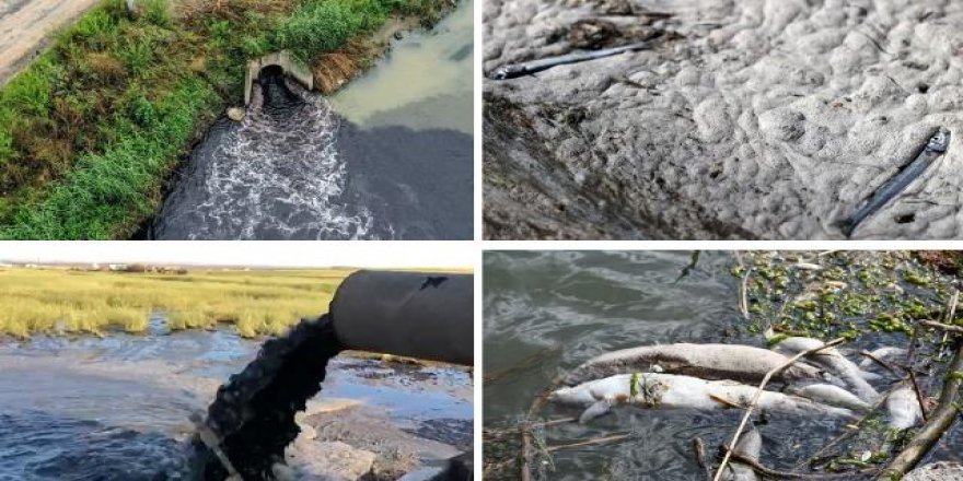 Endüstriyel, evsel ve tarımsal atıklar suyun oksijen seviyesini düşürüyor