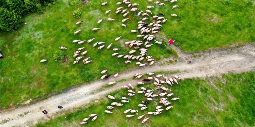 Yaylacıların göç yolculuğunda hayvanlar boyandı, süslendi