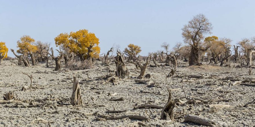 Suriye'de savaş ve kuraklık açlık tehlikesini büyütüyor