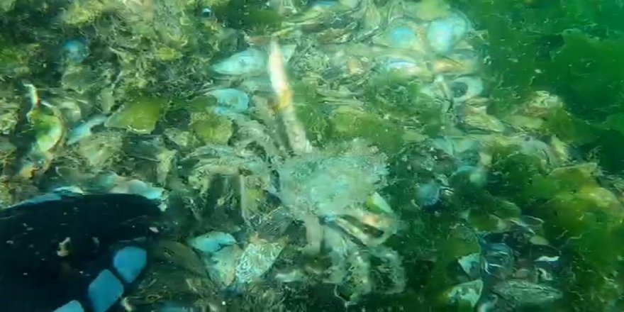 Müsilajın deniz altındaki tahribatı böyle görüntülendi