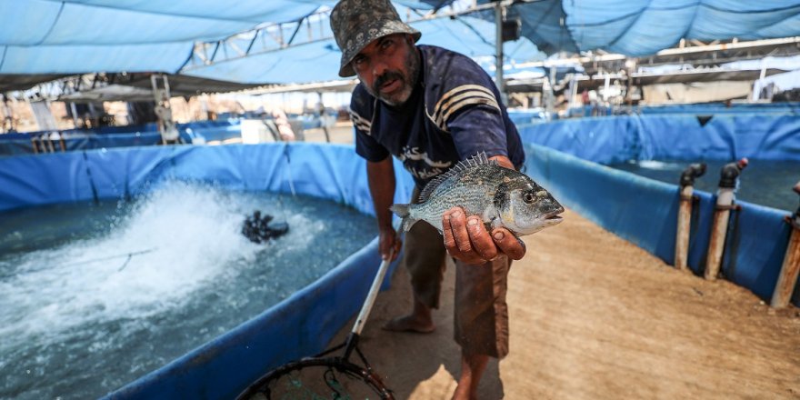 İsrail saldırıları Gazze'deki balık çiftliklerini de etkiledi