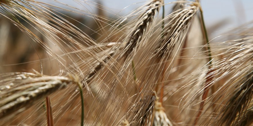 Depresyonun altından glüten çıkabilir