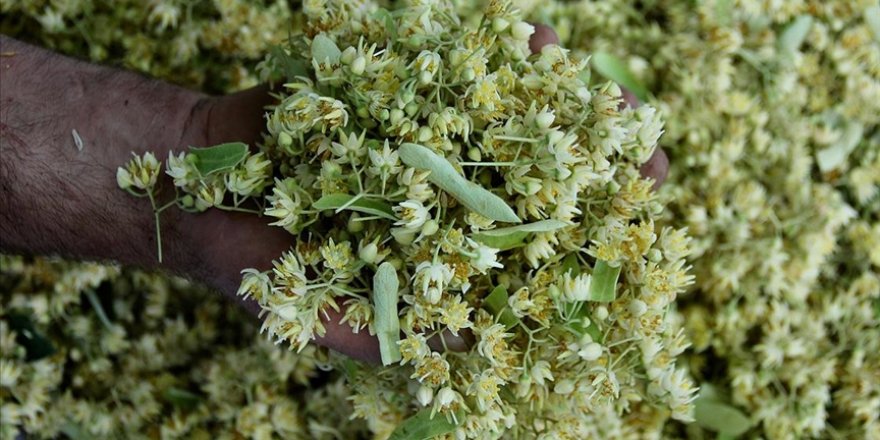 Ihlamur ormanlarında 'mis kokulu' hasat başladı