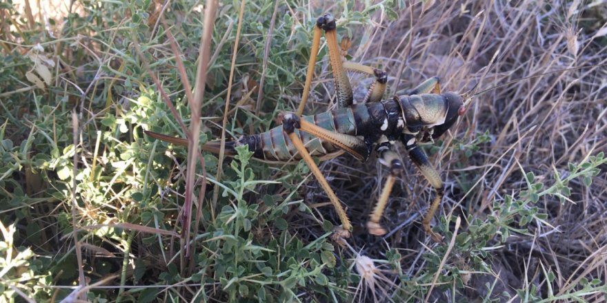 Adıyaman'da etçil çekirge görüldü