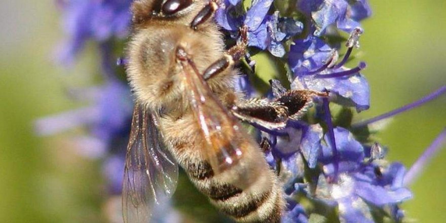 Türkiye'de arılar nüfus planlamasına gitti
