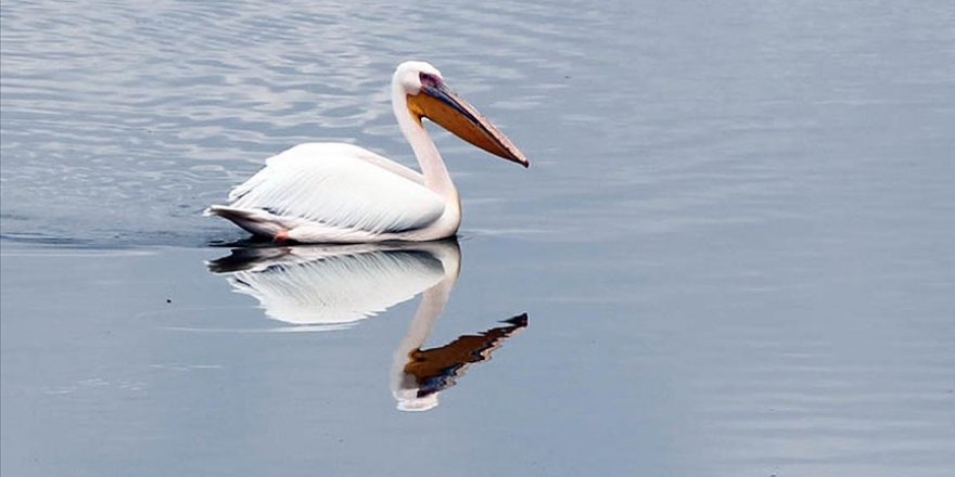 Ladik Gölü pelikanların gelmesiyle şenlendi
