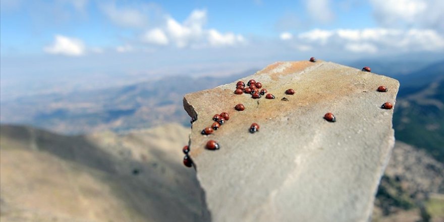 Uludaz Tepesi ağırladığı uğur böcekleri ile doğaseverlerin ilgisini çekiyor