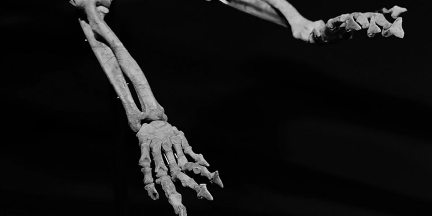 Alaska'da 70 milyon yıl önce dinozorların yaşadığına dair yeni kanıtlar bulundu