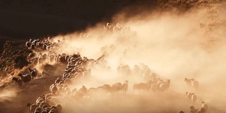 Sürülerin görkemli yolculuğu