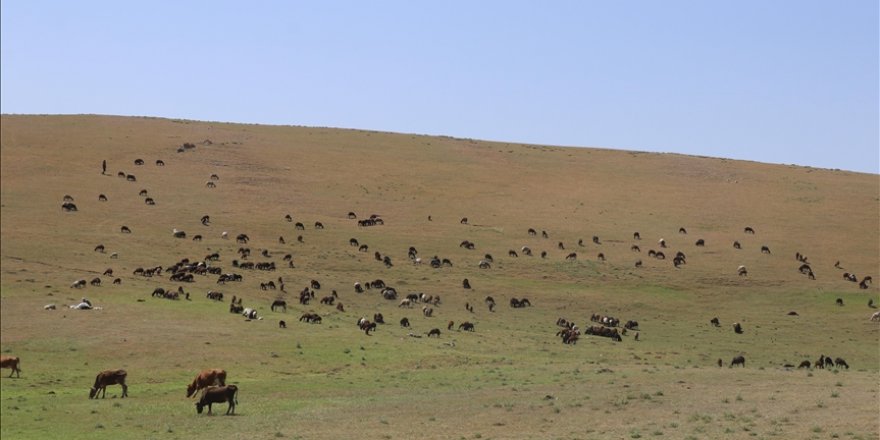 Doğu Anadolu'daki yayla yolculuğu sıcak hava nedeniyle zorlu geçiyor