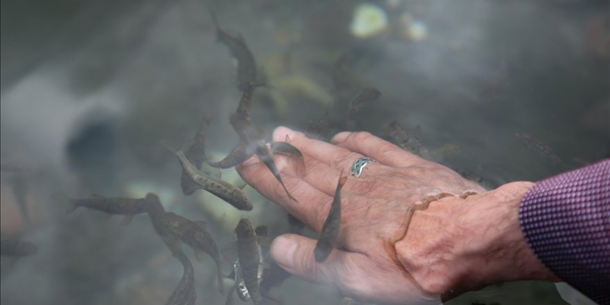 Sivas'ın 'doktor balıkları' Kalkım Kaplıcaları'nda da şifa dağıtacak