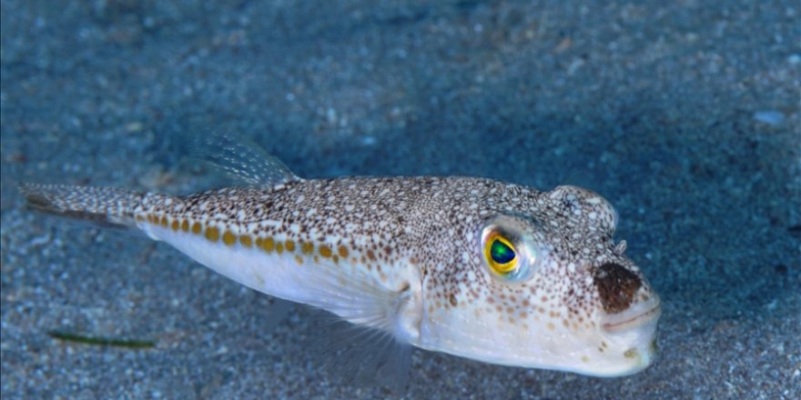 Balon balığının derisi ve zehri sanayide kullanılacak