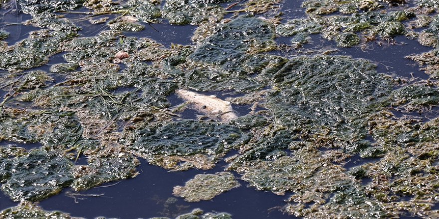 Büyükçekmece Gölü'ndeki kirliliğe ilişkin inceleme başlatıldı