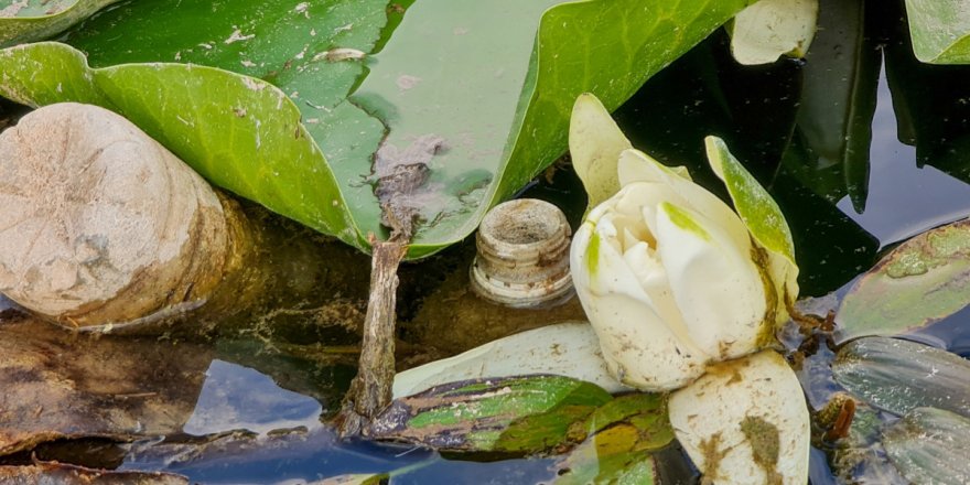 Nilüfer çiçeği ve Nilüfer Gölü yok olmakla karşı karşıya