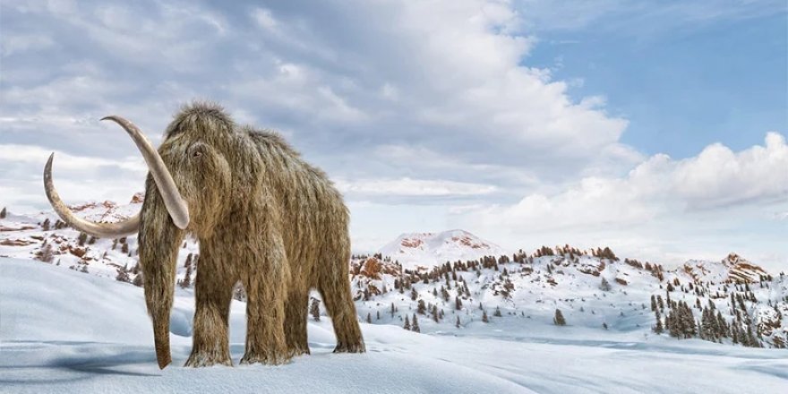 Yukon’da altın madencileri, 30 bin yıl öncesine ait mamut kalıntıları buldu