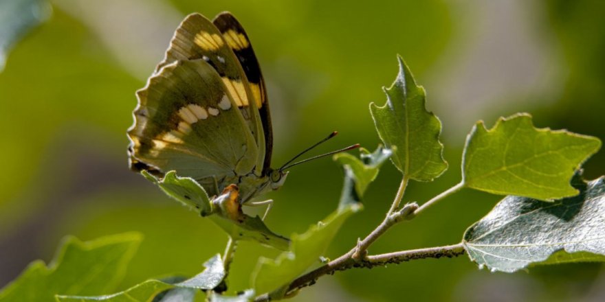 Kelebek gözlemcileri, 'Rose' ve 'Şehzade' için kilometrelerce yol kat edip Van'a geliyor