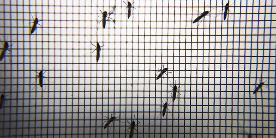 Dünya Sağlık Örgütü, Çin'in sıtma hastalığını yendiğini duyurdu