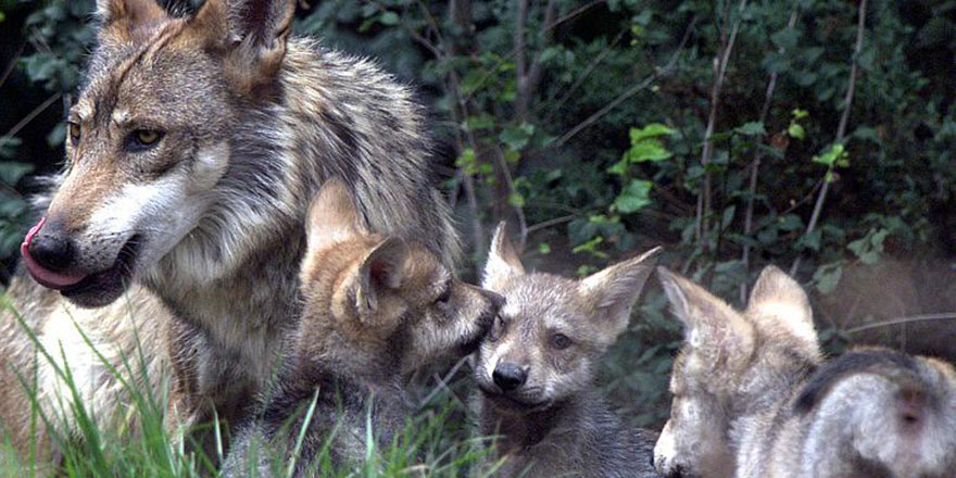 Amerika'da kurt katliamına izin veren yasa yürürlüğe giriyor