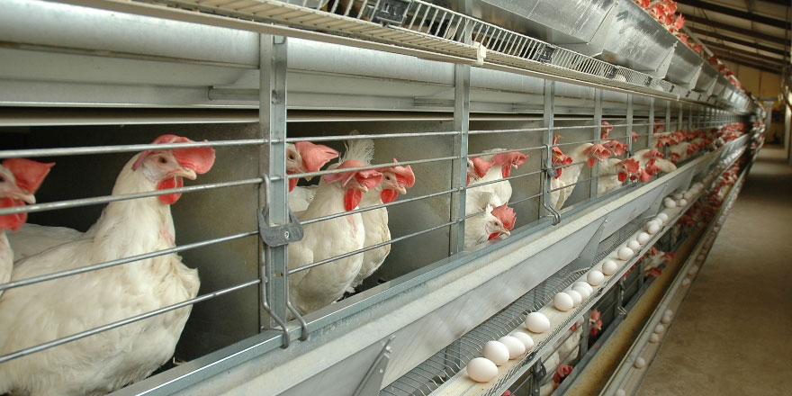 Piliç üretiminde tartışma sürüyor