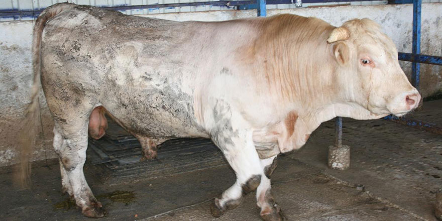 İstanbul'a kurbanlık hayvan girişleri 24 Haziran'da başlayacak