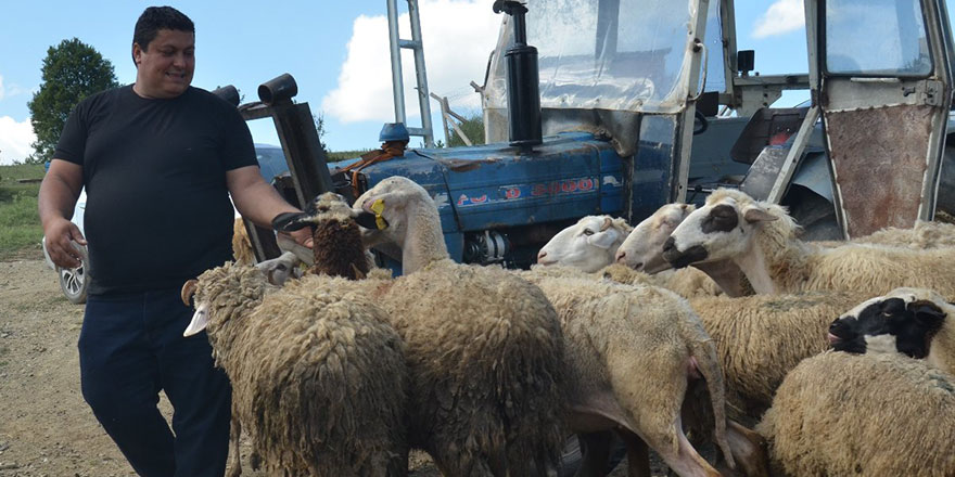 7 bin lira maaşı bıraktı, köyünde çobanlığa başladı