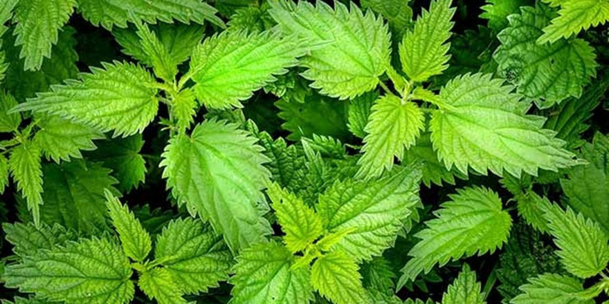 İbn-i Sina'nın şifalı ısırgan otu tarifi! Akciğeri temizliyor