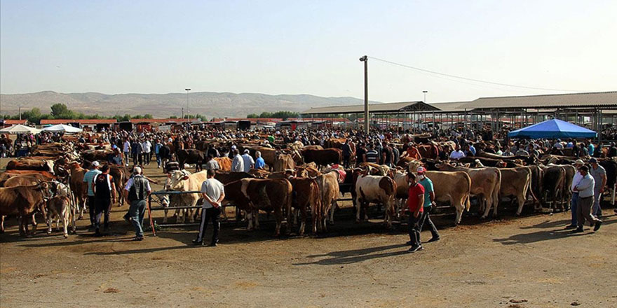 Türkiye’nin en büyük canlı hayvan pazarı