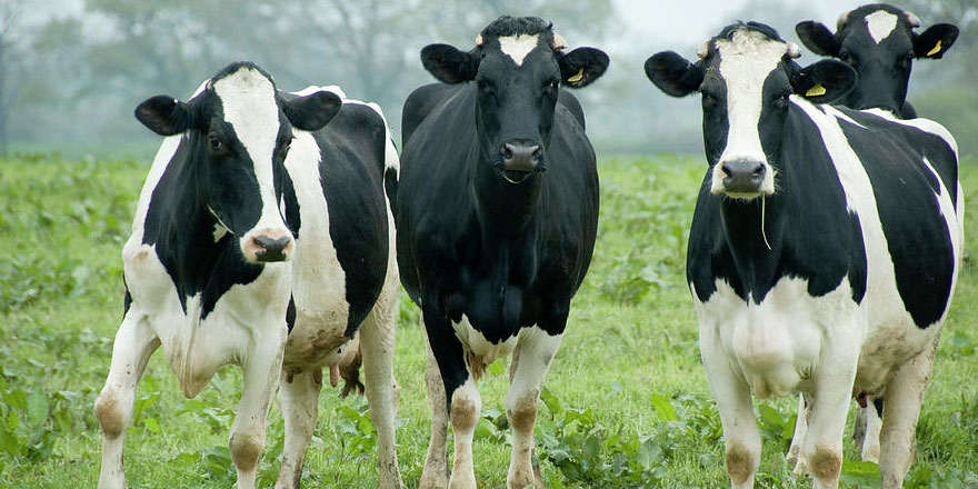 İneklerin midesinde 'plastik yiyen bakteri' yaratılmış