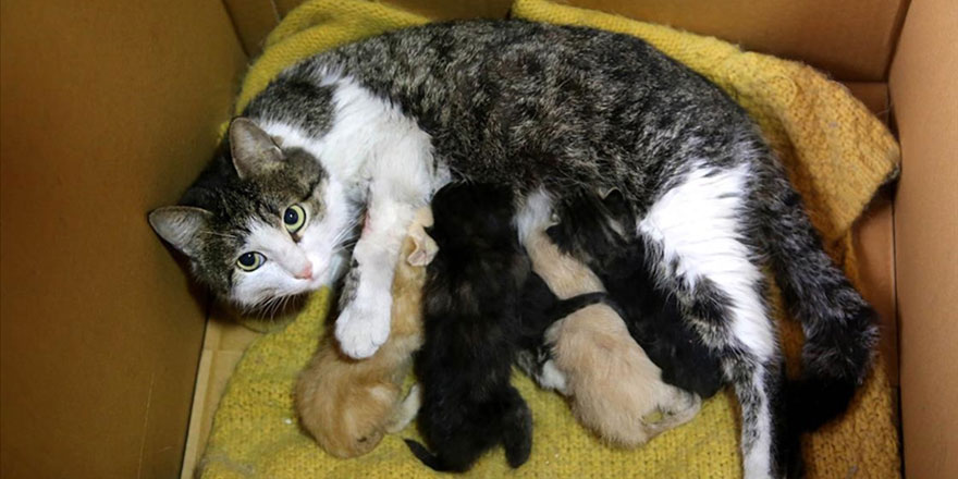 Kediden şefkat örneği: Annelerini kaybeden yavrulara kucak açtı