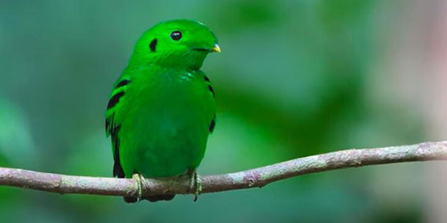 70 yıl önce nesli tükendi denilen kuş yeniden görüldü