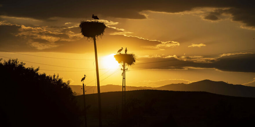 Tunceli'deki 'Kuşçu' köyünü leylek şenlendirdi