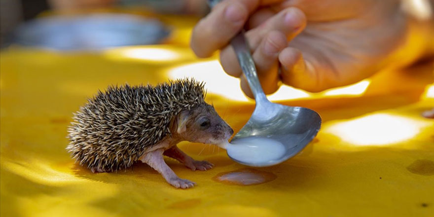 Diyarbakır'da hayvan dostu aile 7 kirpi yavrusunu kaşıkla süt vererek besliyor