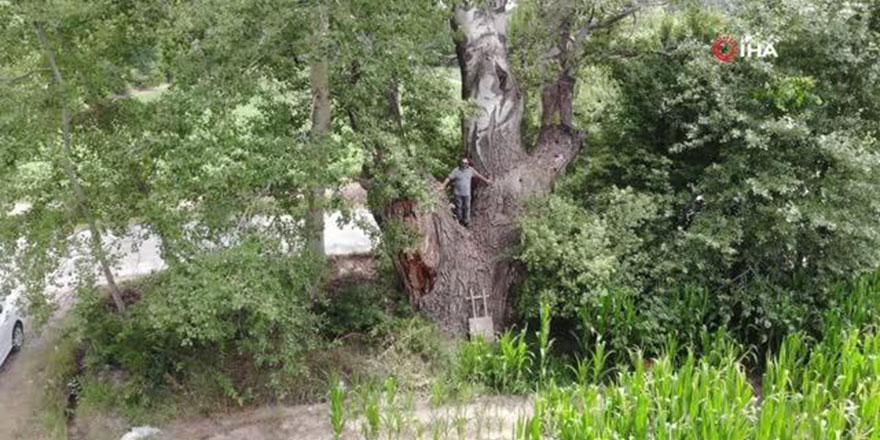 4 buçuk metre çapında kavak ağacı