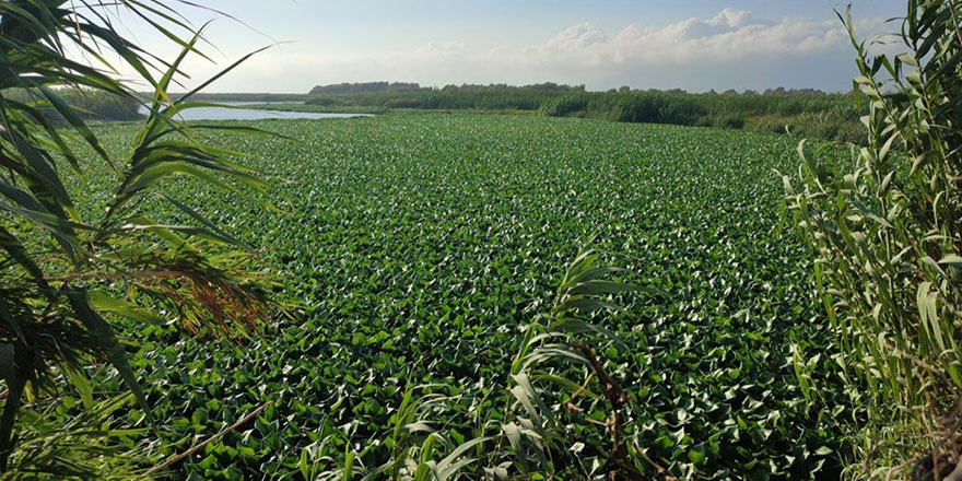 Asi Nehri'ni su sümbülleri kapladı
