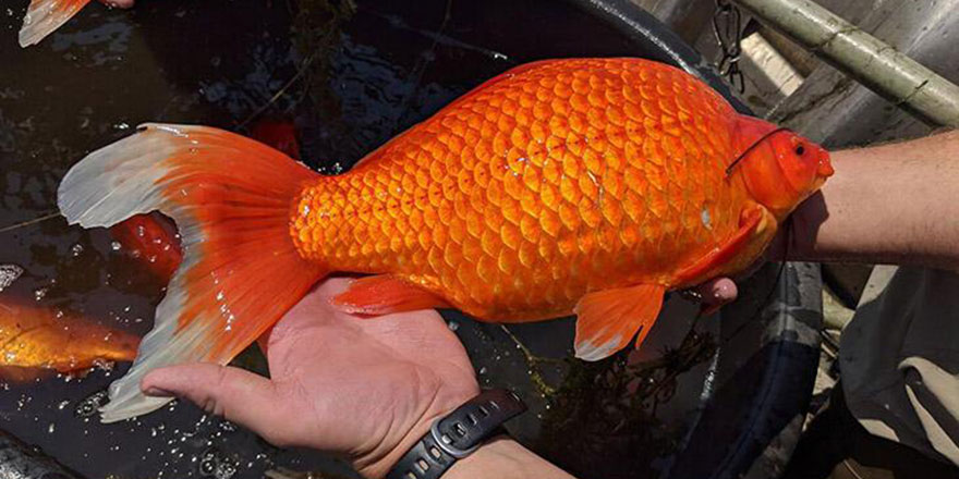 Dev Japon balıkları gölü istila etti!