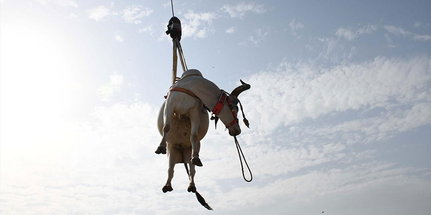 Pakistan, Kurban Bayramına böyle hazırlanıyor