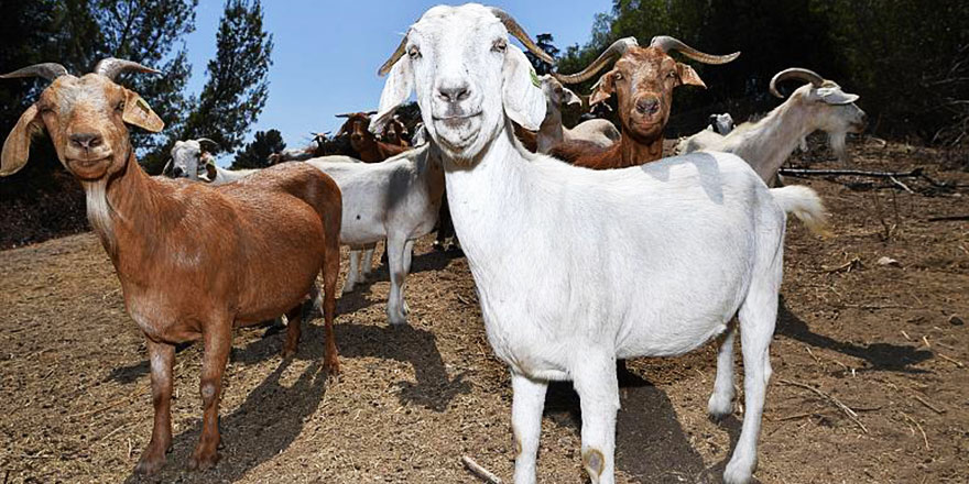 İtfaiye, orman yangınlarını önlemek için keçileri kullanıyor