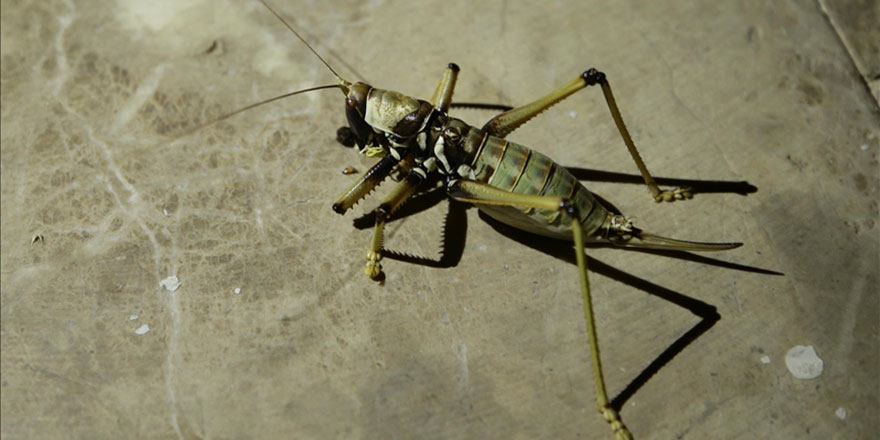 'Dev çekirgeler tarımsal alanları koruyor, öldürmeyin' uyarısı