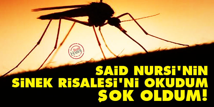 Said Nursi'nin Sinek Risalesi'ni okudum şok oldum!