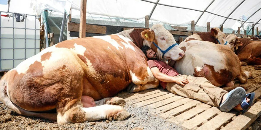 2022 kurbanlık fiyatları da uçuşta!