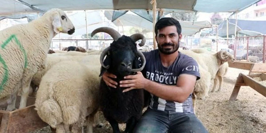 4 boynuzlu koç 10 bin liradan alıcı bekliyor
