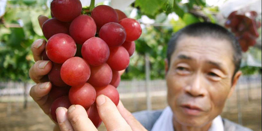 Japonya'da bir salkım üzüm 108 bin liraya satıldı