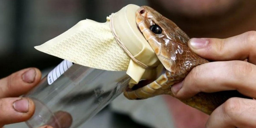 Yılan zehrinden kanamaları saniyeler içinde durduran deri yapıştırıcısı üretildi