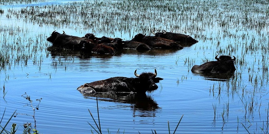 Kızılırmak Deltası için büyük önem taşıyan manda varlığı artıyor